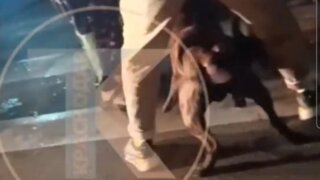 Стаффордширский терьер, атаковавший другую собаку и двух женщин в Краснодаре, был задушен