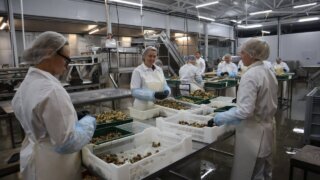 Фонд развития промышленности Краснодарского края поддержит производителей на общую сумму 595 миллионов рублей