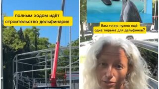 «Дельфа» выразила обеспокоенность строительством нового дельфинария в Сочи