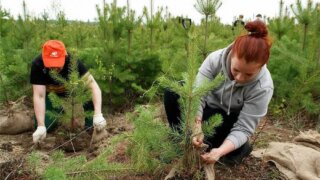 Свыше 120 гектаров лесных угодий на Кубани планируют рекультивировать в течение пяти лет