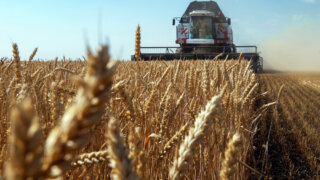 Фермерство Кубани: от стартапа до стабильности