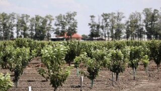 Садоводство на Кубани: стабильный рост