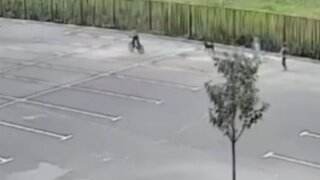 В Краснодаре дети жестоко расправились с псом Угольком