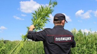 Операция «Мак» на Кубани: правоохранители и казаки объединились для борьбы с наркотиками