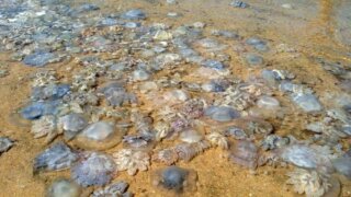 Гниющие медузы заполонили пляжи Азовского моря, превратив воду в желе