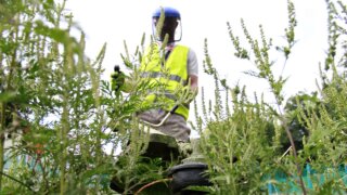 Каждый третий житель Краснодарского края страдает от аллергии
