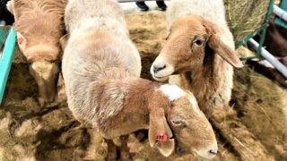 Агростартап на Кубани: как господдержка помогает фермерам