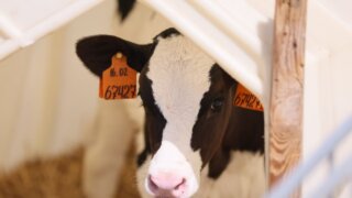 Агробизнес на Кубани: истории успеха и государственная помощь