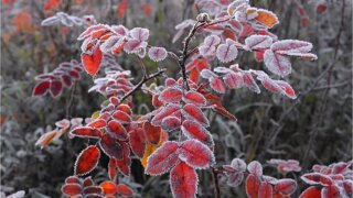 Ночные заморозки пришли на Кубань