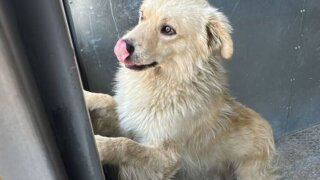 DOGMA запустила благотворительный проект помощи бездомным животным
