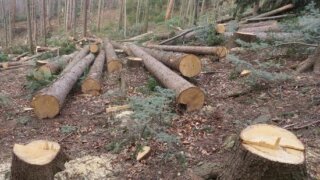 10 млн рублей должна заплатить жительница Сочи за вырубку деревьев