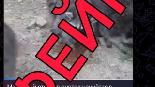 Оперштаб назвал фейком данные об уничтожении енотов на Кубани