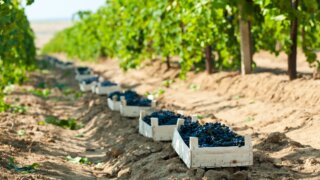 Агрофирма «Южная» подвела итоги сбора урожая 2025 года