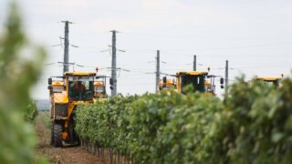 Виноградари и виноделы смогут развивать сельский туризм в Краснодарском крае и Крыму