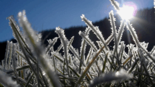 Ночные заморозки ожидаются в Краснодарском крае