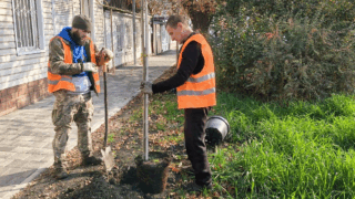 Платаны, липы и груши Шантклер: в Краснодаре высаживают деревья и кустарники