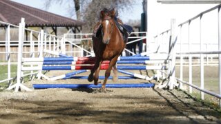 Поддержка спортивного коневодства – приоритет Кубани