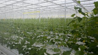 Агропромышленный комплекс Краснодара: лидерство и инновации