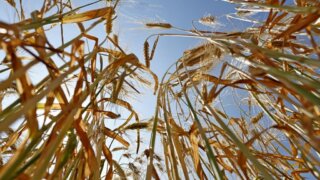 Кто кого страхует?