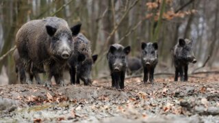 В Минприроды прокомментиовали массовую гибель кабанов на Кубани