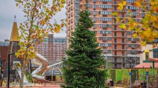 В кубанской столице высадили 7-метровую пихту из Бельгии к Новому году