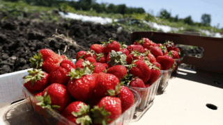 Как субсидии после обращения к губернатору помогли фермеру построить 16 теплиц