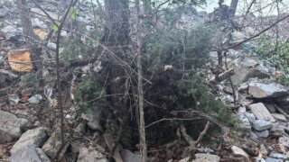 Возле Геленджика нашли незаконную свалку отходов, которая уничтожила реликтовые можжевельники