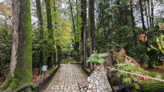 В сочинском нацпарке рухнул 130-летний ликвидамбр