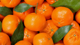 На Кубани стартовал сезон мандаринов