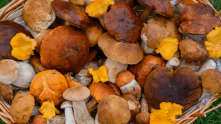 11 человек отравились грибами в Горячем Ключе