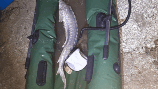 Жителя Кубани осудили за вылов краснокнижного осётра