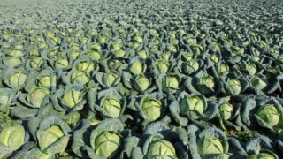 Кубанские аграрии: путь к продовольственной безопасности