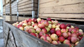 Как государственные субсидии поддерживают садоводов Кубани