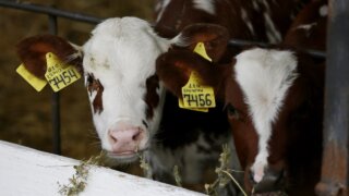 Краснодарский край занимает первое место в России по выпуску фермерской продукции