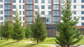 В краевой столице высадили около 40 саженцев сосен и 50 елей