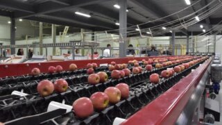 Мощности садоводческих предприятий Кубани позволяют единовременно хранить до 420 тысяч тонн фруктов