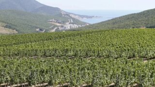 Вениамин Кондратьев поблагодарил Совет Федерации за поддержку инициативы виноделов о строительстве туристических объектов на виноградниках