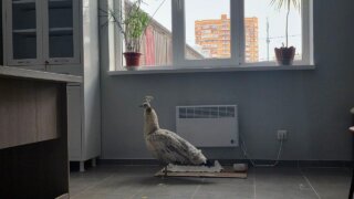 Сотрудники МУП “КТТУ” спасли павлина, который замерзал на остановке в Краснодаре