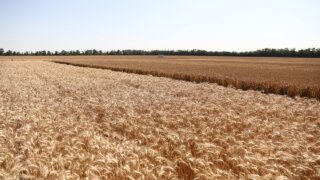 В Краснодарском крае в 2026 году экспортируют сельхозпродукцию на 2,8 млрд долларов по нацпроекту «Международная кооперация и экспорт»