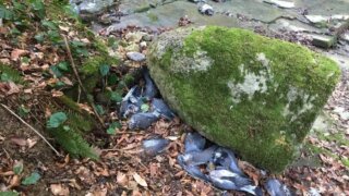 Черви-паразиты стали причиной массовой гибели вяхирей в Краснодарском крае