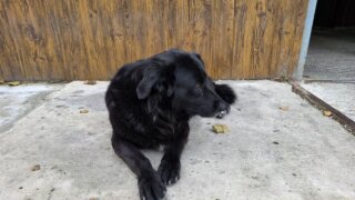 В хуторе Горном под Новороссийском произошло массовое отравление бездомных собак