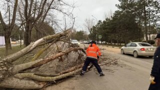 На Кубани из-за сильного ветра начали падать деревья