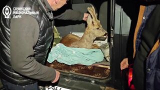 Бродячие собаки едва не растерзали косулю в Сочи