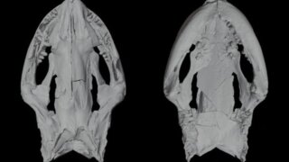 В Белореченске нашли останки древних  земноводных