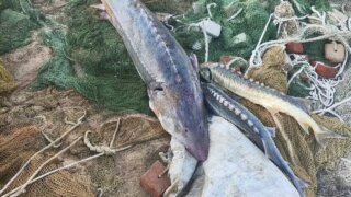 Браконьеров суд приговорил к 5 годам колонии за вылов осетра и белуг на Кубани