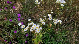 Потепление до +15 градусов ждет столицу Кубани