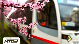 Весеннее чудо в Краснодаре: сливы украсили трамвайную аллею