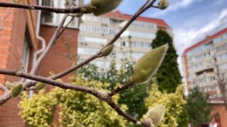 Как изменится погода на Кубани 8 марта