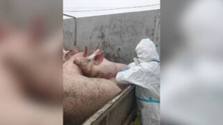 На трассе «Кавказ» в Краснодарском крае остановили перевозку 25 подозрительных  свиней