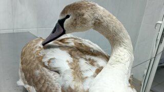 Геленджикские ветеринары вернули к жизни больного лебедя